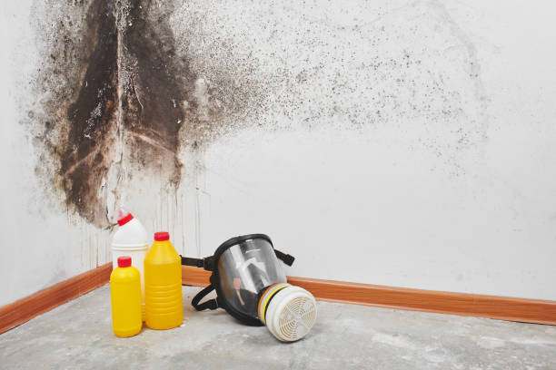 Best Insurance-Related Mold Remediation in Dumont, NJ