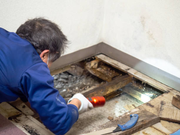 Best Attic Mold Remediation in Dumont, NJ