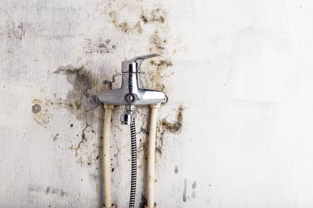 Best Mold Testing and Inspection Services in Dumont, NJ