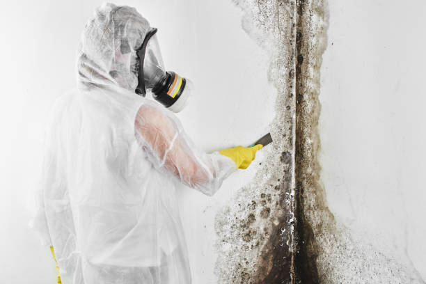Best Emergency Mold Remediation in Dumont, NJ