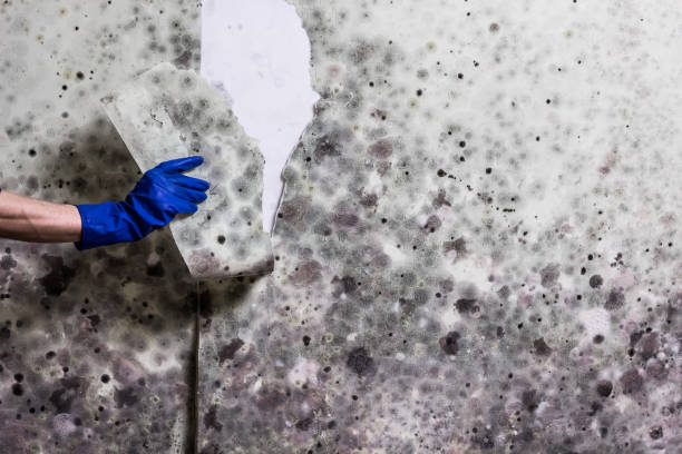 Best Localized Mold Remediation (e.g., coastal areas, humid climates) in Dumont, NJ